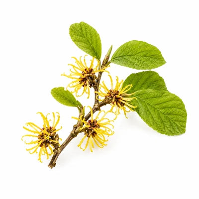 Witch Hazel