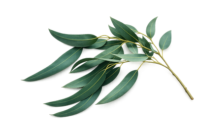 Eucalyptus