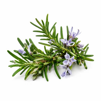 Rosemary Oil